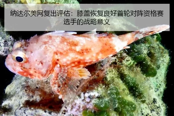 na-da-er-mei-wang-fu-chu-ping-gu-xi-gai-hui-fu-liang-hao-shou-lun-dui-zhen-zi-ge-sai-xuan-shou-de-zhan-lve-yi-yi-3-697.jpg